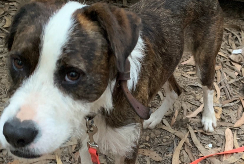 Alerta de Hallazgo Perro Macho Villeneuve-Minervois Francia